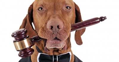 Опасны ли собаки?